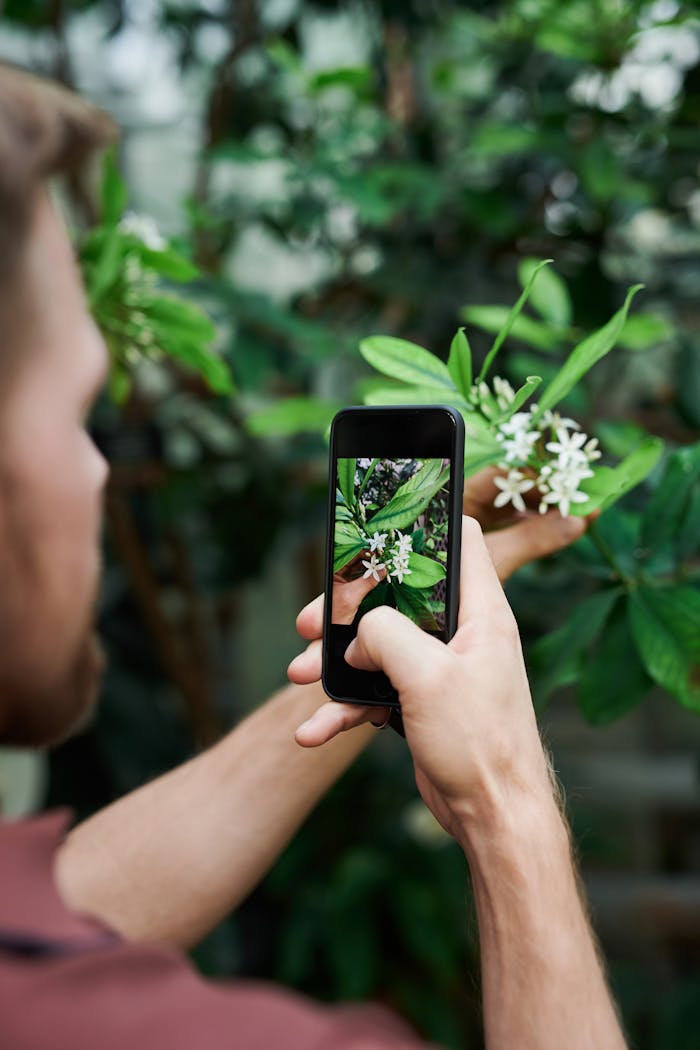 Adult man photographing white flowers with a smartphone in a lush green environment.